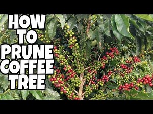 HOW TO PRUNE COFFEE TREE | TYPES OF COFFEE TREE | HARRISH