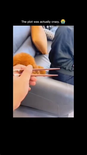 @goofyymemess on Instagram: "The 19-second post highlights an adorable brown poodle pulling off a series of impressive, high-stakes tricks with surprising finesse. Wearing a flashy gold chain, the clever pup uses its mouth to carefully retrieve a snack, then a pink ribbon, and finally a crisp banknote from a pair of wooden chopsticks. The poodle’s focused expression and gentle precision demonstrate incredible training, ending the clip with a proud, "boss-like" pose that has viewers completely ch