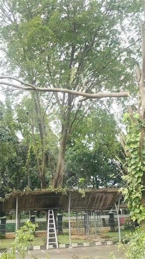 amazing skills Woodworking project the largest tree felling technique #shortvideo #treecutting #diy