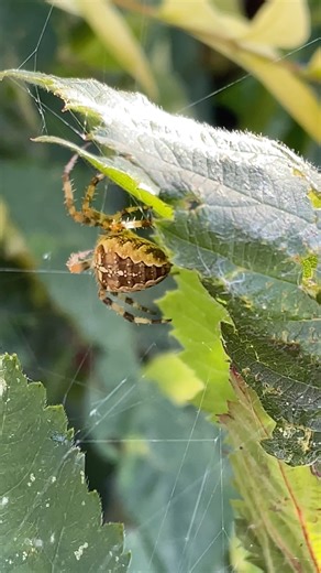 4.2K views · 40 reactions | The Benefits of Spiders in the Garden https://www.growveg.co.uk/guides/the-benefits-of-spiders-in-the-garden/ | GrowVeg | Facebook