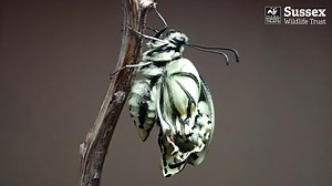 1K views · 91 reactions | Swallowtail Butterfly Update 8 of the 9...