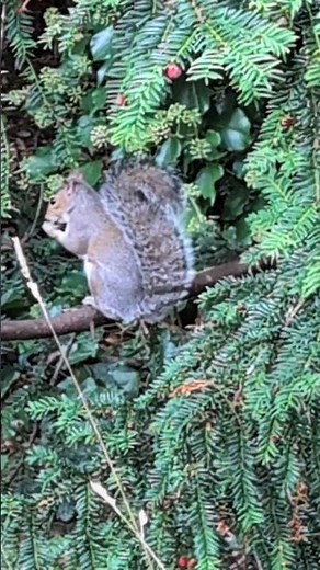 Grey Squirrel on a branch. #squirrel #nature #animals