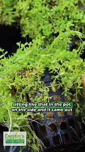 DWARF BABY TEARS, this plant is absolutely fire right now! Looking for that epic carpet? This is your plant! Warning, it’s not for beginners. Check out the different Baby Tears we have available for sale at DustinsFishTanks.com! Shop Now! TANK ON! https://dustinsfishtanks.com/collections/foreground-plants . . . . . #babytears #baby #tears #foreground #foregroundplant #aquascape #aquascaping #aquarium #aquariumplant #plantedaquarium #fishtank #dustinsfishtanks #tankon #love #loveit | Dustin's Fis