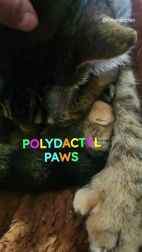 Polydactyl cat has massive paws. #polydactylcat