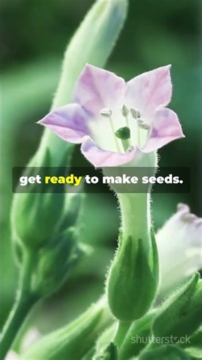 Unveiling Nicotiana Benthamiana's Floral Secrets! #worldresearchawards #lifescience #research