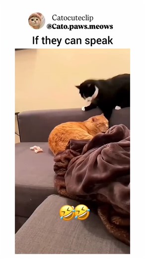 catocuteclip on Instagram: "😜😭"