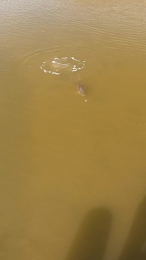 Simms Fishing Products on TikTok