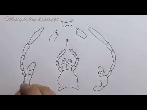 cockroach mouth parts drawing || mouth parts of cockroach