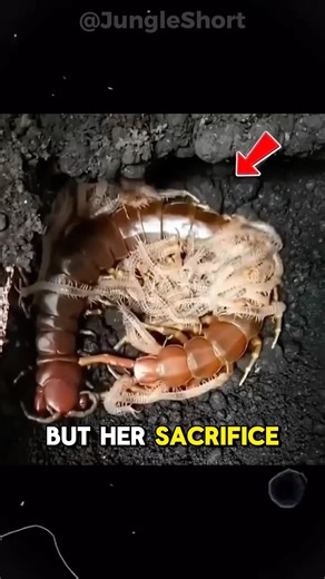 Baby Centipedes That Eat Their Own Mother 😱