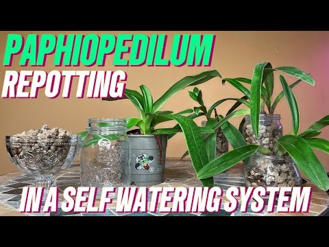 Paphiopedilum Orchid Repotting | Self watering system | How to repot a Paphiopedilum