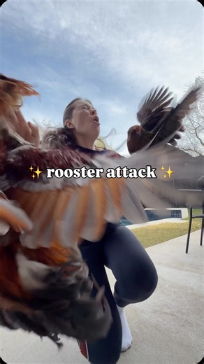 Sarah Holden on Instagram: "My first ✨rooster attack✨After this happened, I looked up what to do when a rooster attacks you and it said “❌ don’t turn your back and flee” 🙂‍↔️"