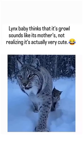 feelfree on Instagram: "*Wildlife* refers to the variety of animals, plants, and microorganisms that inhabit our planet, living in their natural habitats, free from human interference. Wildlife plays a vital role in maintaining ecological balance, providing essential ecosystem services like pollination, pest control, and nutrient cycling. From majestic lions and elephants to tiny insects and microorganisms, wildlife is incredibly diverse, with millions of species yet to be discovered. However, h