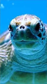 The Ocean’s Silent Trap… A Baby Turtle’s Desperate Cry to Save Its Trapped Mother