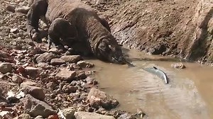 1.1M views · 15K reactions | Komodo Hesitated To Catch Fish #KomodoDragon #Indonesia #BucketList #NaturePhotography #Wildlife #KomodoIsland #Adventure #WonderfulIndonesia #Travel | Ethan Hayes | Facebook