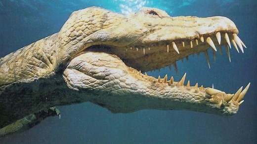 Nothosaurus Facts | Science Facts