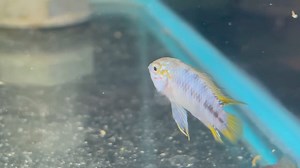 Apistogramma Borelli Opal 😍💙 #fishkeeping #tropicalfish #aquariums #rainbowfish #kidsgrovetropicals #fishcare | Kidsgrove Tropicals & Water Garden Centre