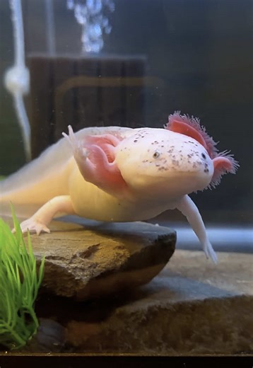 Enchanting Axolotl Swim Time in Aquascape