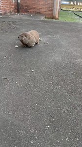 #Sherman #Back #Fyp #Viral #GroundhogFromTheHood | groundhog