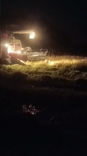 how to rice harvesting in fild