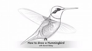 Looking for an activity to do at home? Trying drawing a Ruby-throated Hummingbird! David Sibley shows you how in this soothing video. | National Audubon Society