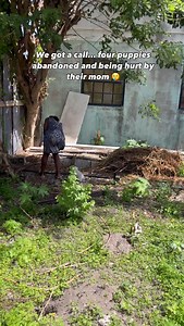 1.1K views · 2.9K reactions | Four little girl pups left to fend for...