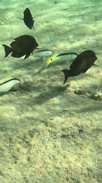 Strong Current, No Problem! Goatfish Scavenger Hunt in Motion 🐟🏝️🎯