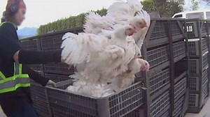Chicken abuse video draws outrage