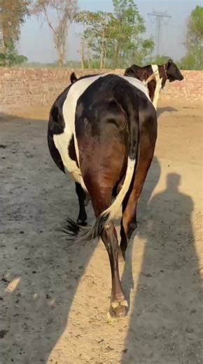 Exploring the World of Cows: Big Beloved Breeds