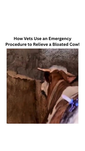 OnlyWowFacts on Instagram: "When a cow can't release built-up methane gas, it suffers from a dangerous condition called bloat. In emergencies, vets use a trocar and cannula - a small tube inserted into the rumen - to safely release the trapped gas. This life-saving procedure relieves pressure, restores breathing, and prevents the cow's stomach from rupturing. All rights and credits reserved to the respective owner(s).DM for credits or a removal request(no copyright intended). #explore #viral #An