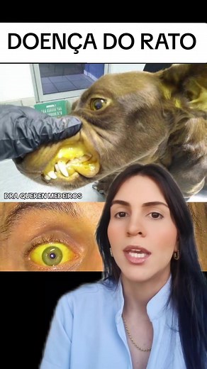 Leptospirose em Cachorros: Cuidados e Prevenções