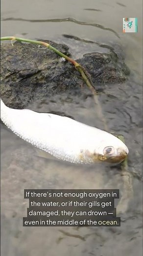 Can Fish Drown? (It’s Weirder Than You Think)