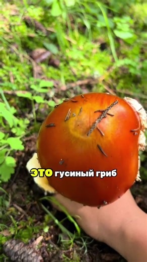 Delicious Creamy Mushroom Recipe for Food Lovers