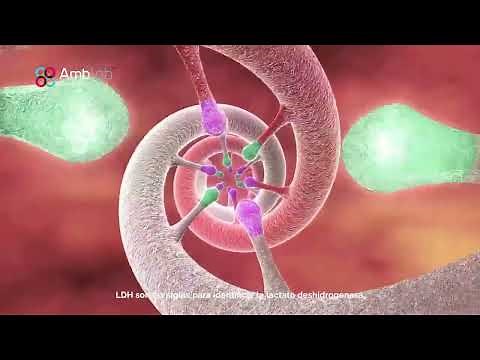 LDH Alto: ¿Qué Significa y por qué es Importante? | Ambar Lab