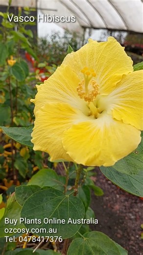 Vasco Hibiscus - yellow hibiscus plant #gardening #hibiscusplant #floweringplant #tropicalplants