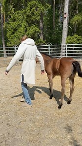 157K views · 5.2K reactions | Spontaneous foal training with Billie♥️ #foaltraining #foal #aqha #competitionhorse #reininghorse | Malin Melin | Facebook