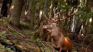 280K views · 2.5K reactions | #Wow, That's Awesome | Hunting - Season - | Facebook