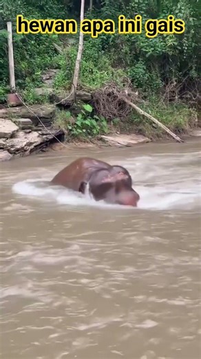 #animals #animalshorts #fyp#viral