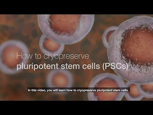 How to cryopreserve pluripotent stem cells