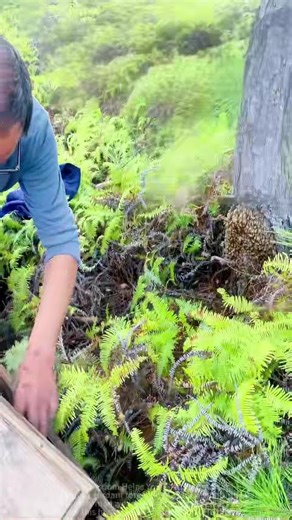 Unveiling Nature's Secret Beehive: A Palace for Bees!