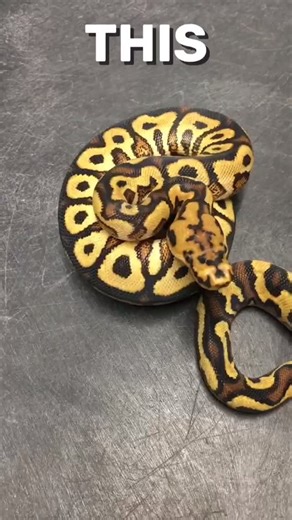 Crazy Clown Genetic Breakdown #shorts #snakes #ballpython #ballpythons #ballpythonsofinstagram #snakebreeder #ballpythonbreeder #fyp #fypシ | Rodents & Royals