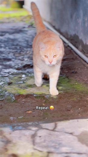How to walk? (Beginner tutorial) #elmocat #cat #cats #funny