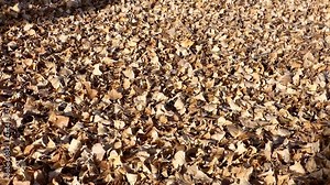 dried poplar tree leaves in autumn, close-up poplar tree ghazals, dry leaves on the ground,
