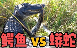 鳄鱼蟒蛇大战的7个精彩瞬间，是互相伤害，还是谁更胜一筹
