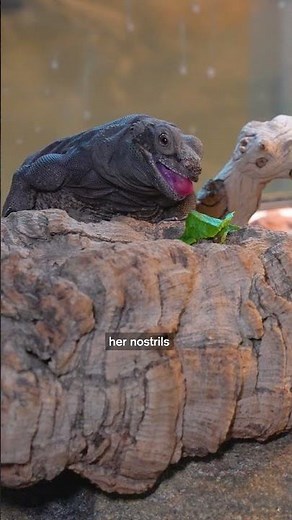 Why Desert Lizards Sneeze