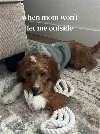 Ugh mom I just wanna make friends and playyyyy #minigoldendoodle #goldendoodle #dogsoftiktok #dog #puppy