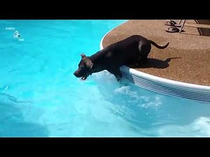 Perros divertidos nadando en grupo colección VIDEO HD.