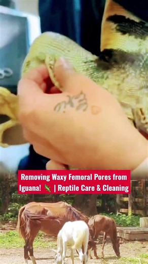 Removing Waxy Femoral Pores from Iguana! 🦎 | Reptile Care & Cleaning