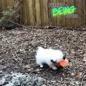 26K views · 341 reactions | Puppies just wanna have fun!  | Animals Doing Things | Facebook