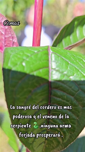 La sangre del cordero: ¿por qué es más poderosa que el veneno de la serpiente?