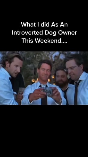 9.6K views · 572 reactions | Hope your pause game is good to see the madness… #thehangover #dogs #dogparent #frenchbulldog #introvert | somefrenchienamedapollo | Facebook